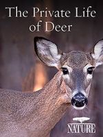 Watch The Private Life of Deer Movie2k