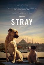 Watch Stray Movie2k