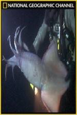 Watch National Geographic Hooked Squid Invasion Movie2k