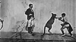 Watch The Boxing Kangaroo (Short 1896) Movie2k