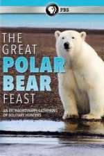 Watch The Great Polar Bear Feast Movie2k