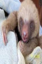 Watch Too Cute! Baby Sloths Movie2k