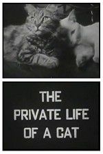 Watch The Private Life of a Cat Movie2k