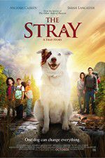 Watch The Stray Movie2k