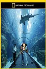 Watch National Geographic Megastructures Dubai Mega Mall Movie2k