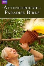 Watch Attenborough's Paradise Birds Movie2k