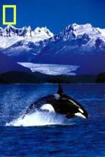 Watch National Geographic Killer Whales Of The Fjord Movie2k