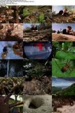 Watch National Geographic Wild - City Of Ants Movie2k