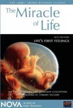 Watch The Miracle of Life Movie2k