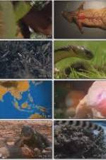 Watch National Geographic Wild : Deadliest Animals Asia Pacific Movie2k