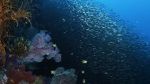 Watch Wild Window: Bejeweled Fishes Movie2k