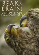 Watch Beak & Brain - Genius Birds from Down Under Movie2k