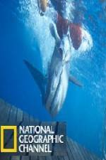 Watch National Geographic Shark Men Surfs Up Movie2k