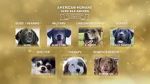 Watch American Humane Hero Dog Awards: 10th Anniversary Celebration (TV Special 2020) Movie2k