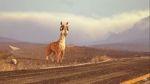 Watch Caminandes: Llama Drama (Short 2014) Movie2k