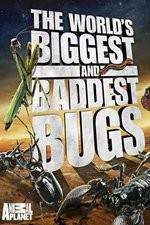 Watch Worlds Biggest and Baddest Bugs Movie2k