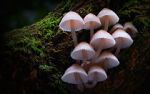 Watch Fungi: The Web of Life Movie2k