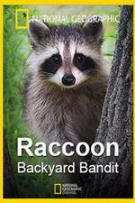 Watch Raccoon: Backyard Bandit Movie2k