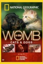 Watch National Geographic In The Womb Cats Movie2k