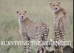 Watch Surviving the Serengeti Movie2k