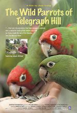 Watch The Wild Parrots of Telegraph Hill Movie2k