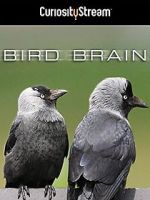 Watch Bird Brain Movie2k