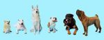 Watch How Dogs Got Their Shapes Movie2k