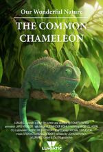 Watch Our Wonderful Nature - The Common Chameleon Movie2k