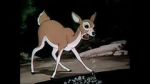 Watch Wacky Wildlife (Short 1940) Movie2k