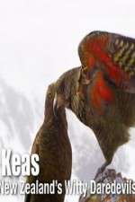 Watch Keas: New Zealand\'s Witty Daredevils Movie2k