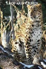 Watch National Geographic Leopard Queen Movie2k