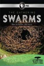 Watch Nature The Gathering Swarms Movie2k