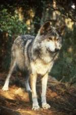 Watch National Geographic Wild - Inside the Wolf Pack Movie2k