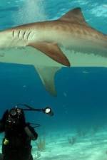 Watch Dive To Tiger Shark Central Movie2k