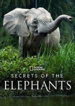 Watch Secrets of the Elephants Movie2k