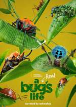 Watch A Real Bug's Life Movie2k