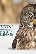 Watch Yellowstone Wildest Winter to Blazing Summer Movie2k