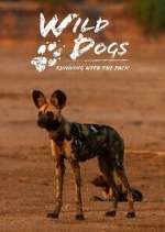 Watch Wild Dogs: Running with the Pack Movie2k