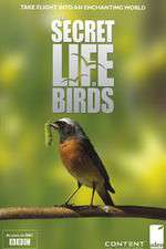 Watch Iolo's Secret Life of Birds Movie2k