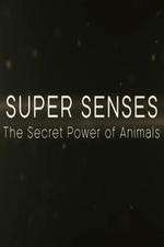 Watch Super Senses The Secret Power of Animals Movie2k