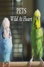 Watch Pets - Wild at Heart Movie2k