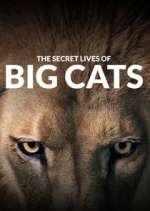 Watch The Secret Lives of Big Cats Movie2k