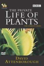 Watch The Private Life of Plants Movie2k