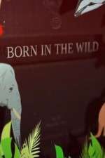 Watch Born In The Wild Movie2k