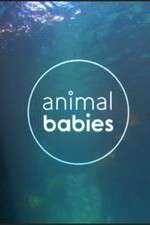 Watch Animal Babies Movie2k