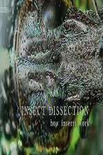 Watch Insect Dissection How Insects Work Movie2k