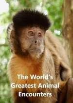 Watch World's Greatest Animal Encounters Movie2k