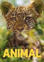 Watch Animal Movie2k