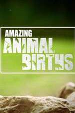 Watch Amazing Animal Births Movie2k