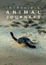 Watch Incredible Animal Journeys Movie2k